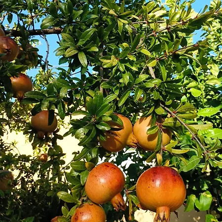 בית נופש La Pigna Sorrento
