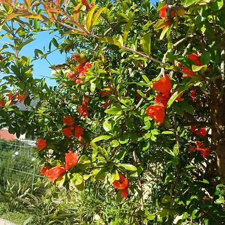 La Pigna Sorrento Holiday home *